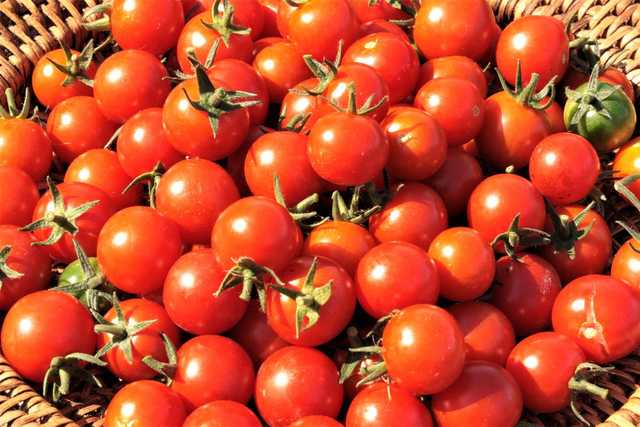 Tomaten selber trocknen